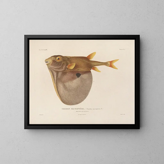 Voyage around the world - Louis-Isidore Duperrey — framed artwork on a wall