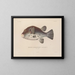 Voyage autour du monde - Louis-Isidore Duperrey — framed artwork on a wall