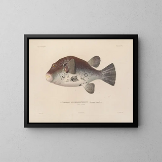 Voyage autour du monde - Louis-Isidore Duperrey — framed artwork on a wall