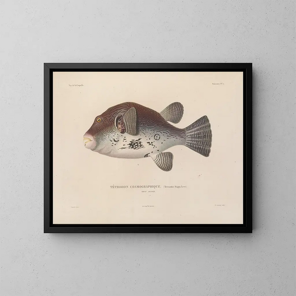 Voyage autour du monde - Louis-Isidore Duperrey — framed artwork on a wall