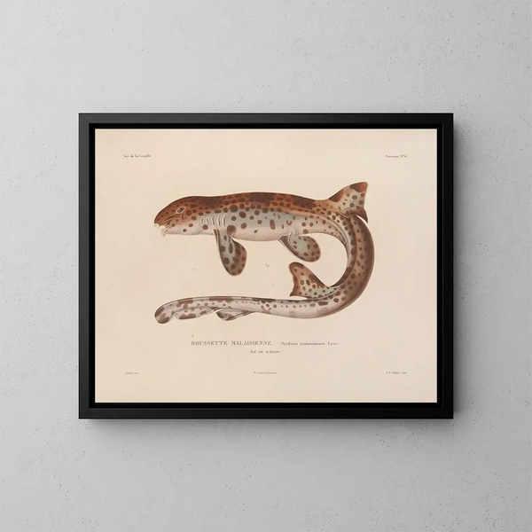 Voyage around the World - Louis-Isidore Duperrey — framed artwork on a wall