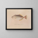 Voyage around the World - Louis-Isidore Duperrey — framed artwork on a wall
