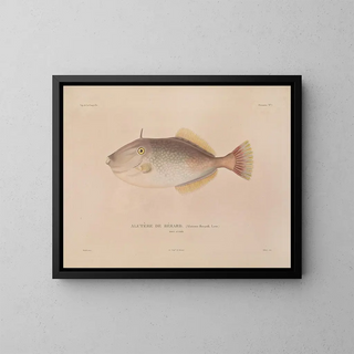 Voyage around the World - Louis-Isidore Duperrey — framed artwork on a wall