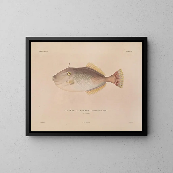 Voyage around the World - Louis-Isidore Duperrey — framed artwork on a wall