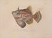 Voyage around the World - Louis-Isidore Duperrey — artwork view