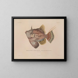 Voyage around the World - Louis-Isidore Duperrey — framed artwork on a wall