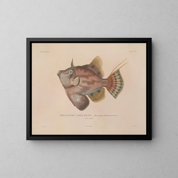 Voyage around the World - Louis-Isidore Duperrey — framed artwork on a wall