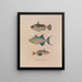 Voyage around the World Pl. 016 - Louis-Isidore Duperrey — framed artwork on a wall