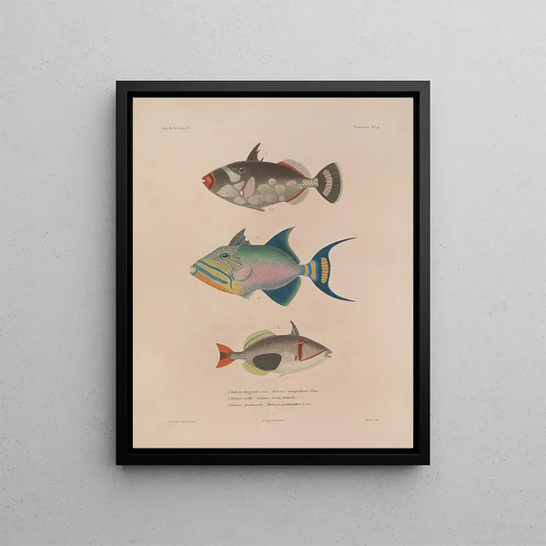 Voyage around the World Pl. 016 - Louis-Isidore Duperrey — framed artwork on a wall