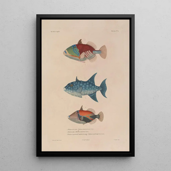 Voyage around the World Pl017 - Louis-Isidore Duperrey — framed artwork on a wall
