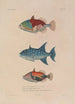 Voyage around the World Pl017 - Louis-Isidore Duperrey — artwork view