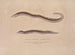 Voyage around the World - Louis-Isidore Duperrey — artwork view
