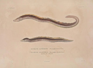 Voyage around the World - Louis-Isidore Duperrey — artwork view