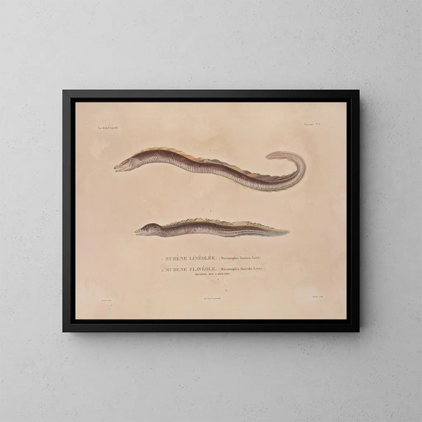Voyage around the World - Louis-Isidore Duperrey — framed artwork on a wall