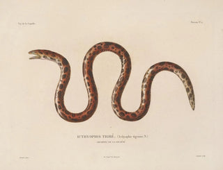 Voyage around the World - Louis-Isidore Duperrey — artwork view