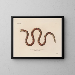 Voyage around the World - Louis-Isidore Duperrey — framed artwork on a wall