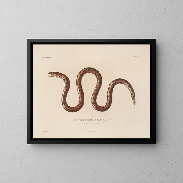 Voyage around the World - Louis-Isidore Duperrey — framed artwork on a wall