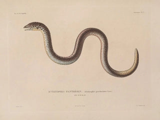 Voyage around the world - Louis-Isidore Duperrey — artwork view