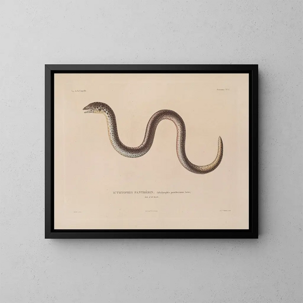 Voyage around the world - Louis-Isidore Duperrey — framed artwork on a wall