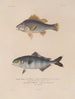 Voyage autour du monde Pl. 021 - Louis-Isidore Duperrey — artwork view
