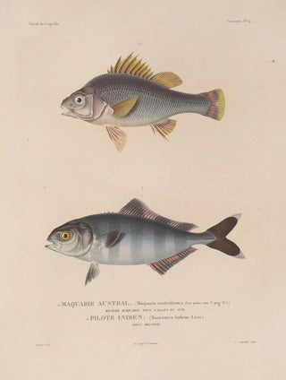 LouisIsidore Duperrey - Voyage autour du monde Pl021.webp