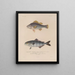Voyage autour du monde Pl. 021 - Louis-Isidore Duperrey — framed artwork on a wall