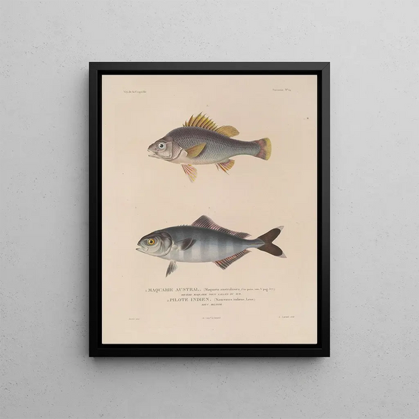 Voyage autour du monde Pl. 021 - Louis-Isidore Duperrey — framed artwork on a wall