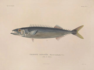 Voyage around the World - Louis-Isidore Duperrey — artwork view