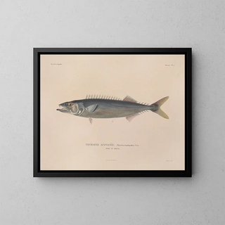 Voyage around the World - Louis-Isidore Duperrey — framed artwork on a wall