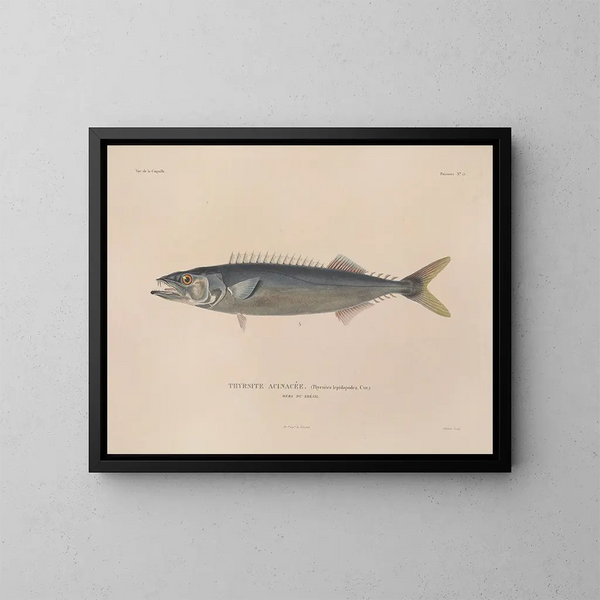 Voyage around the World - Louis-Isidore Duperrey — framed artwork on a wall