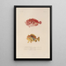 Voyage autour du monde Pl023 - Louis-Isidore Duperrey — framed artwork on a wall