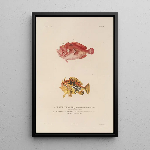 Voyage autour du monde Pl023 - Louis-Isidore Duperrey — framed artwork on a wall