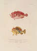 Voyage autour du monde Pl023 - Louis-Isidore Duperrey — artwork view