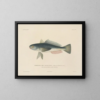 Voyage around the World - Louis-Isidore Duperrey — framed artwork on a wall