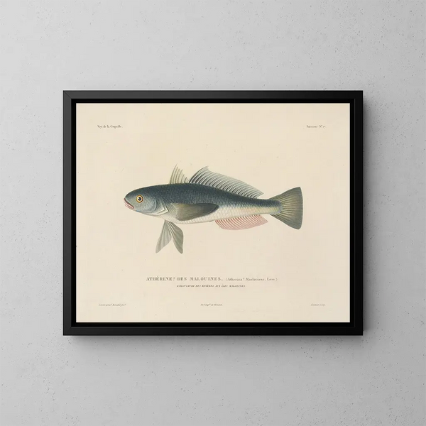 Voyage around the World - Louis-Isidore Duperrey — framed artwork on a wall