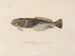Voyage around the World - Louis-Isidore Duperrey — artwork view