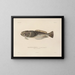 Voyage around the World - Louis-Isidore Duperrey — framed artwork on a wall