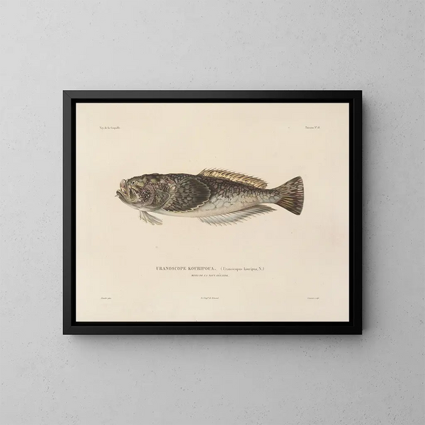 Voyage around the World - Louis-Isidore Duperrey — framed artwork on a wall