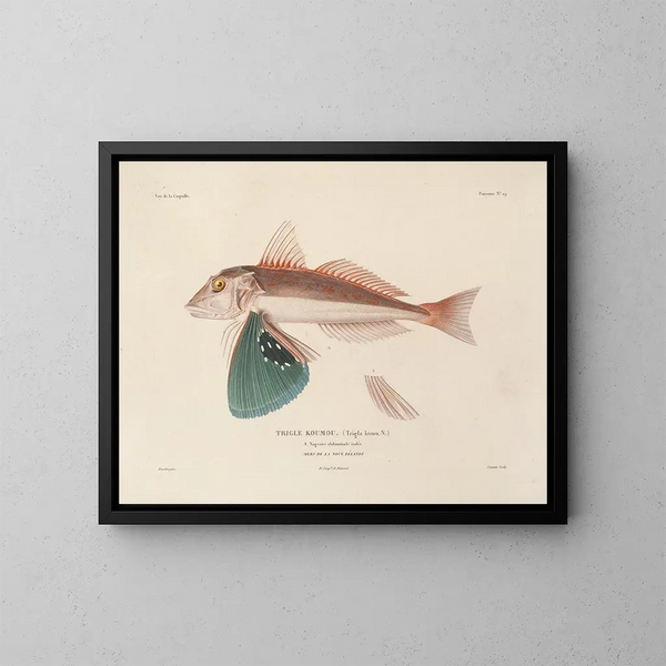 Voyage around the World - Louis-Isidore Duperrey — framed artwork on a wall