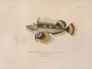 Voyage around the World - Louis-Isidore Duperrey — artwork view
