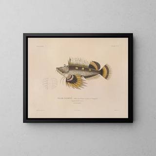 Voyage around the World - Louis-Isidore Duperrey — framed artwork on a wall