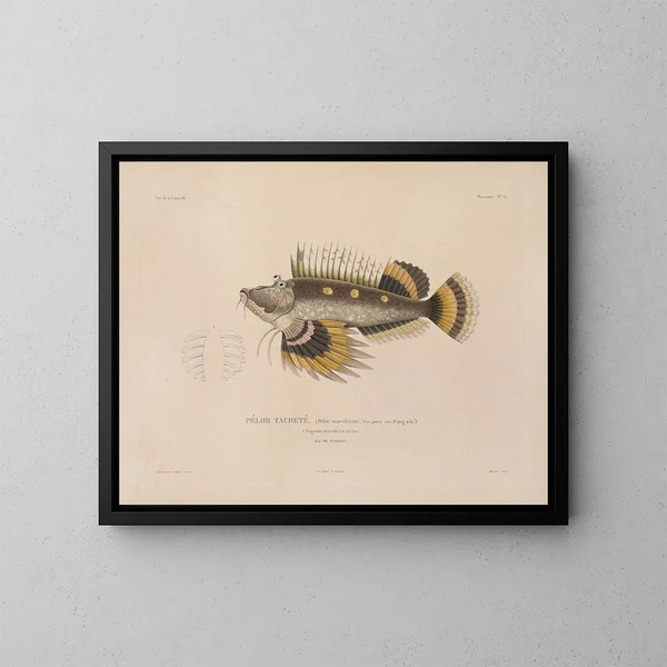 Voyage around the World - Louis-Isidore Duperrey — framed artwork on a wall