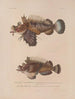 Voyage around the World Pl. 028 - Louis-Isidore Duperrey — artwork view