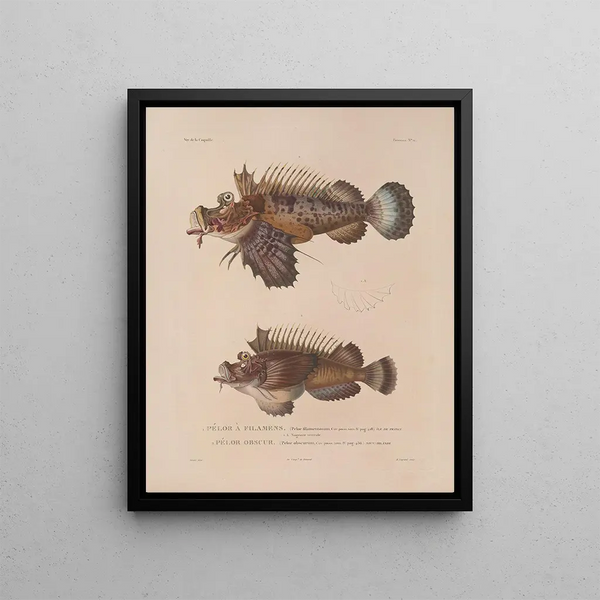 Voyage around the World Pl. 028 - Louis-Isidore Duperrey — framed artwork on a wall