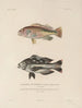 Voyage around the World Pl. 029 - Louis-Isidore Duperrey — artwork view