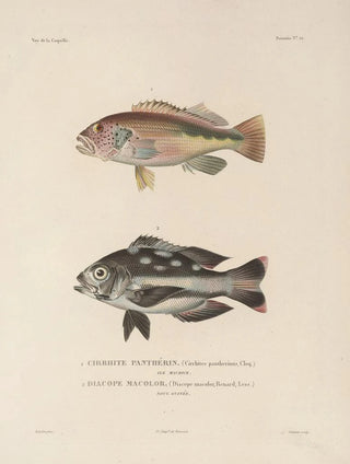 LouisIsidore Duperrey - Voyage autour du monde Pl029.webp