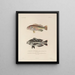 Voyage around the World Pl. 029 - Louis-Isidore Duperrey — framed artwork on a wall
