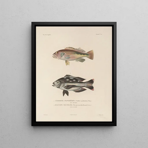 Voyage around the World Pl. 029 - Louis-Isidore Duperrey — framed artwork on a wall