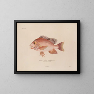 Voyage around the World - Louis-Isidore Duperrey — framed artwork on a wall