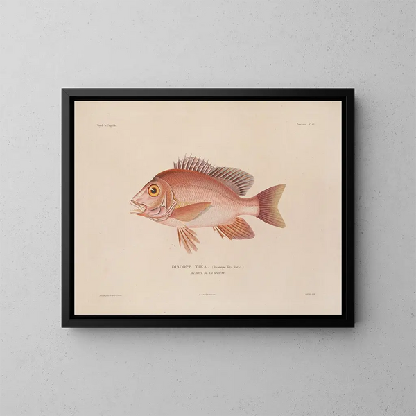Voyage around the World - Louis-Isidore Duperrey — framed artwork on a wall